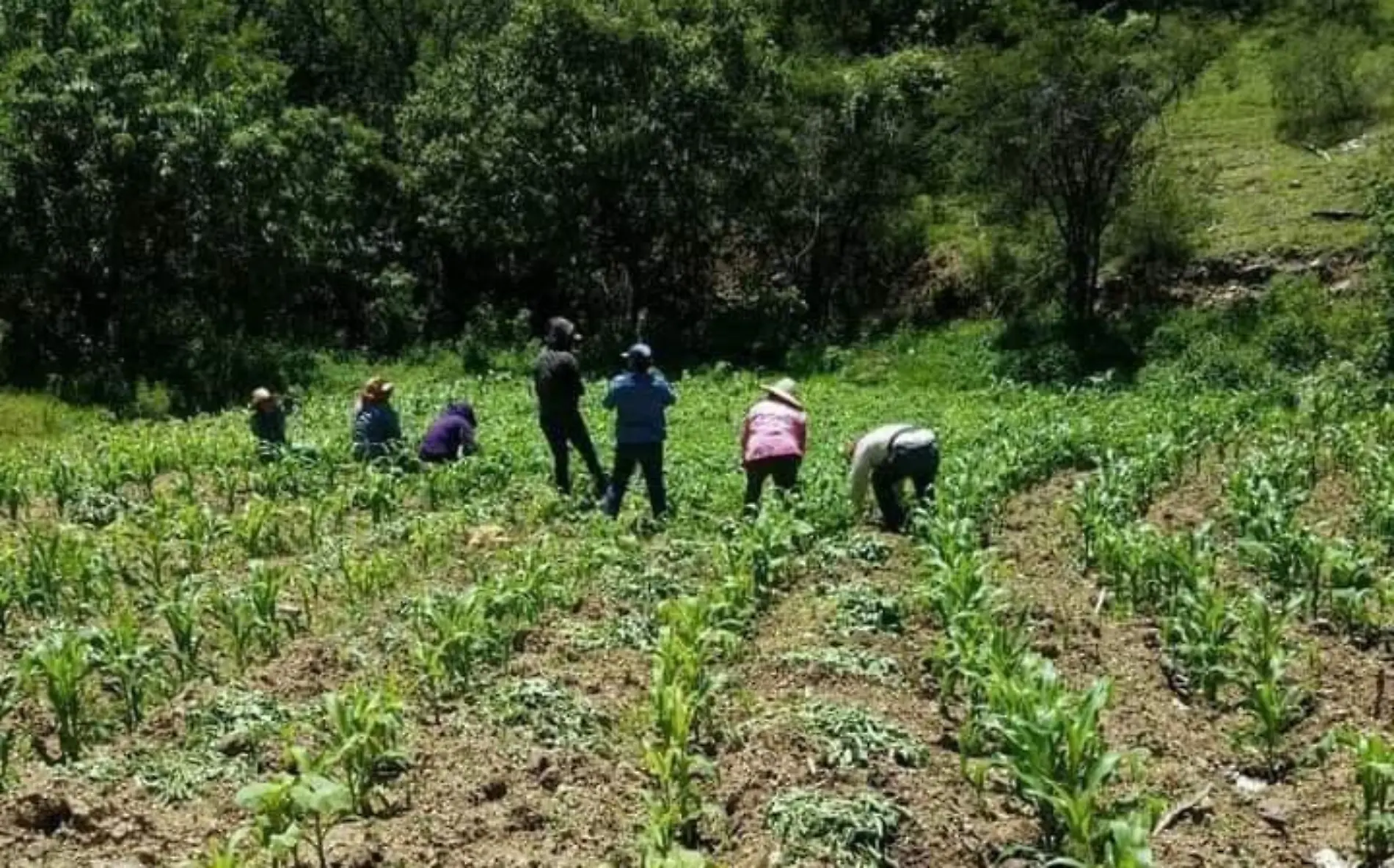 trabajadores agrícolas